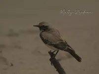 Woestijntapuit [Oenanthe deserti] - Coepelduyn Katwijk aan Zee Zuid-Holland (24nov2025) 